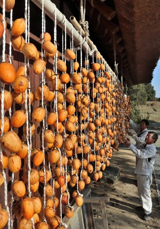 秋の日差しを浴びる渋柿＝有馬富士公園