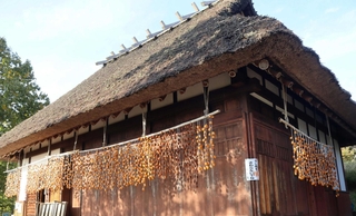 干された渋柿がかやぶき民家の軒先を囲う＝有馬富士公園