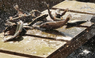 勢い良く跳ねるニジマス