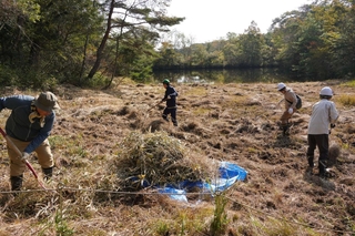 湿原に生い茂った草を刈り取って集める「皿池湿原の守り人」のメンバーたち＝三田市テクノパーク