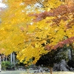 美しく色づいた葉が見頃を迎えている＝光明寺