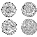 マリアナ海溝から産出したプランクトン「放散虫」の骨格の３次元構造（直径約１５０ミクロン）。形の進化を調べている