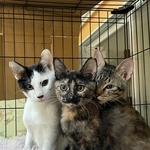 ＴＮＲ活動で手術を済ませ、「さくら耳」になった猫（三田市提供）