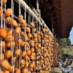 秋の日差しを浴びる渋柿＝有馬富士公園