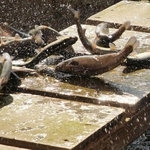 勢い良く跳ねるニジマス