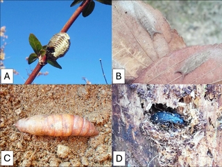 Ａ＝アベリアの枝に産み付けられたハラビロカマキリの卵塊／Ｂ＝エノキの根元にたまった枯葉の裏にくっつくゴマダラチョウの幼虫／Ｃ＝石の下から出てきた土中のセスジスズメのさなぎ／Ｄ＝立ち枯れたモミの樹皮下にいたクロナガオサムシの成虫