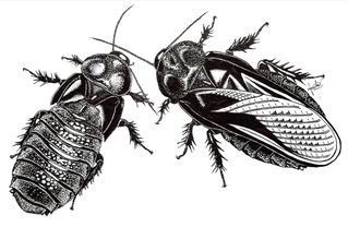 翅（はね）の食い合いのビフォーアフター。左が食べられた後、右が食べられる前の翅を持つ個体の細密画