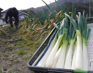 葉先まで柔らかい太ネギ「極ぶとくん」＝三田市乙原