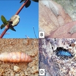 Ａ＝アベリアの枝に産み付けられたハラビロカマキリの卵塊／Ｂ＝エノキの根元にたまった枯葉の裏にくっつくゴマダラチョウの幼虫／Ｃ＝石の下から出てきた土中のセスジスズメのさなぎ／Ｄ＝立ち枯れたモミの樹皮下にいたクロナガオサムシの成虫