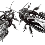 翅（はね）の食い合いのビフォーアフター。左が食べられた後、右が食べられる前の翅を持つ個体の細密画