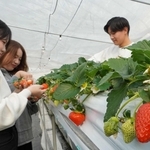 セレモニー後、イチゴ狩りを楽しむ大阪成蹊大学の学生たち＝三田市末