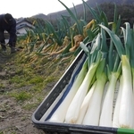 とろっとした食感、強い甘み　太ネギ「極ぶとくん」が旬　三田特産、出荷ピークが終盤に