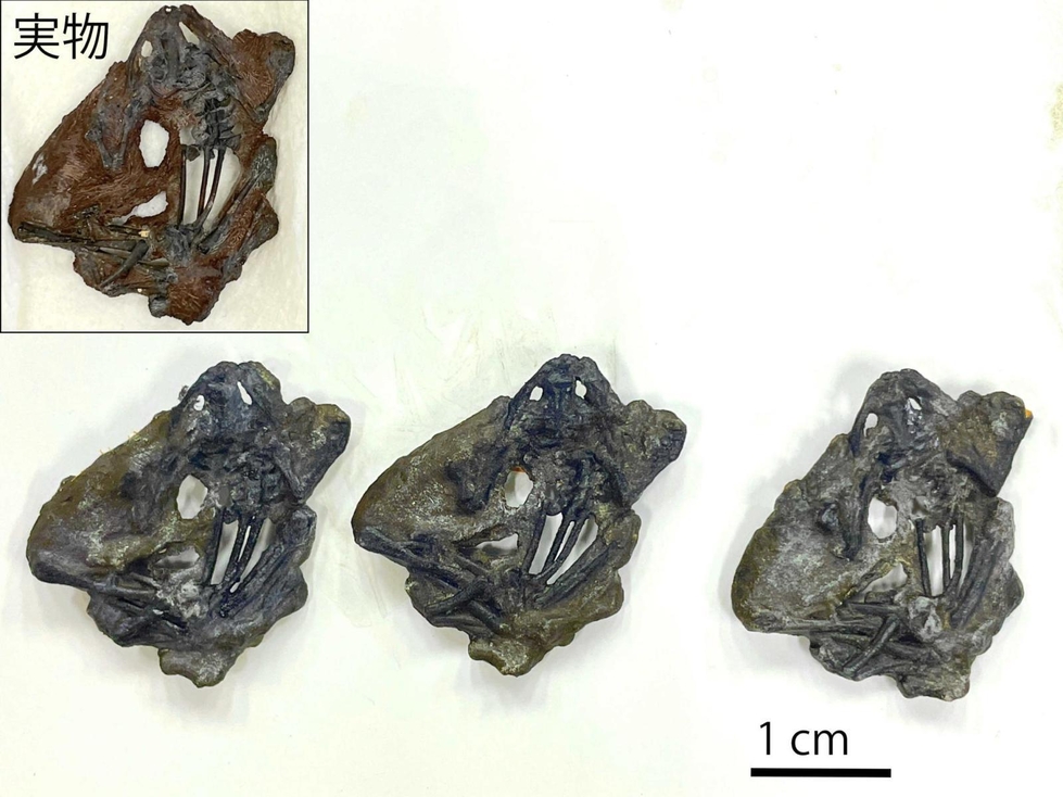 ひとはく研究だより＞長野あかね研究員 3Dプリント 唯一無二の展示が