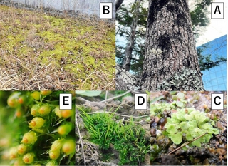 Ａ＝フウの樹幹のカラヤスデゴケ（黒、コケ植物）とウメノキゴケ（白、地衣類）／Ｂ＝枯草の間に映えるエゾスナゴケ／Ｃ＝土上のカンハタケゴケ／Ｄ＝土上のナガサキツノゴケ／Ｅ＝樹幹のヒナノハイゴケの胞子のう