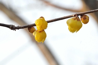 小さな黄色い花を咲かせるソシンロウバイ＝三田市福島