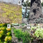 Ａ＝フウの樹幹のカラヤスデゴケ（黒、コケ植物）とウメノキゴケ（白、地衣類）／Ｂ＝枯草の間に映えるエゾスナゴケ／Ｃ＝土上のカンハタケゴケ／Ｄ＝土上のナガサキツノゴケ／Ｅ＝樹幹のヒナノハイゴケの胞子のう