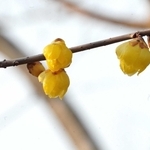 三田で一足早い春の気配　有馬富士公園でソシンロウバイが開花、小さな黄色い花咲かせる