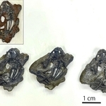 ヒョウゴバトラクス・ワダイ（カエル類）の実物の化石とレプリカ