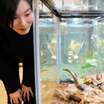 大崎遥花研究員と、研究するマダガスカルオオゴキブリ＝三田市弥生が丘６