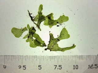 配偶体（提供）