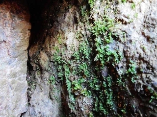 ５０年間、胞子体が再発見されない幻のシダ、イトシシランの独立配偶体のマット（提供）