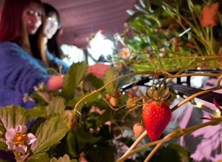 ライトアップされたビニールハウスでイチゴ狩りを楽しむ若者たち＝三田市須磨田