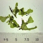 配偶体（提供）