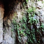 ５０年間、胞子体が再発見されない幻のシダ、イトシシランの独立配偶体のマット（提供）