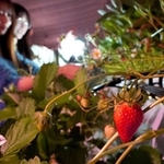 ライトアップされたビニールハウスでイチゴ狩りを楽しむ若者たち＝三田市須磨田