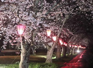 ライトアップされた武庫川沿いの桜＝三田市天神１
