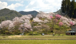 山の傾斜面を彩る多彩な桜＝三田市藍本