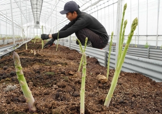 春の日差しを受けて成長するアスパラガス＝三田市須磨田