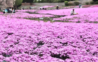 敷地を埋め尽くすシバザクラ＝三田市永沢寺