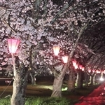 ライトアップされた武庫川沿いの桜＝三田市天神１