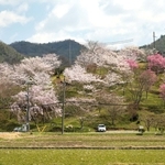 山の傾斜面を彩る多彩な桜＝三田市藍本
