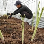 春の日差しを受けて成長するアスパラガス＝三田市須磨田