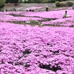 敷地を埋め尽くすシバザクラ＝三田市永沢寺