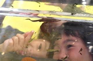 水槽を下からのぞき、オタマジャクシや魚、イモリを観察する子どもたち＝市有馬富士自然学習センター