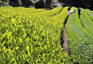 一番茶の収穫が始まった茶畑＝三田市母子