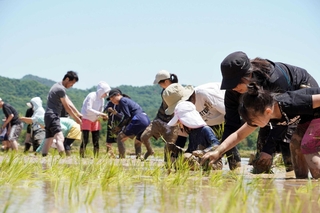 昔ながらの方法で田植えをする参加者ら＝三田市四ツ辻