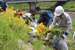 河川敷に咲くオオキンケイギクを駆除する参加者ら＝三田市川除