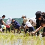 昔ながらの方法で田植えをする参加者ら＝三田市四ツ辻