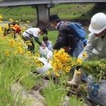 河川敷に咲くオオキンケイギクを駆除する参加者ら＝三田市川除