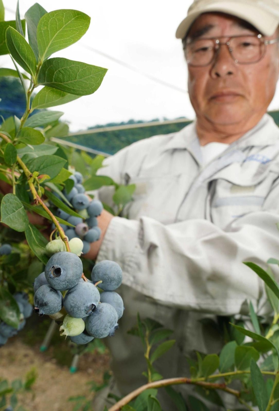夏を呼ぶ完熟ブルーベリー 三田の農園で収穫最盛期 「過去一番、出来が