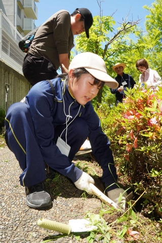 アレチヌスビトハギを根元から駆除する参加者たち＝三田市あかしあ台３