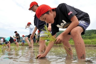 初めての田植え体験に夢中になる児童たち＝三田市東本庄
