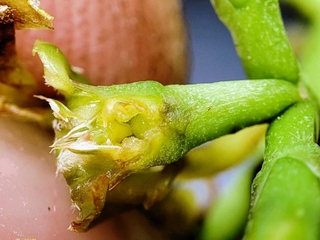 サカキカズラの解剖した花。雌しべ部分を写真で公開するのは、世界初の可能性がある