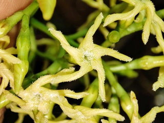 サカキカズラの花。花びらが極めて強くねじれる