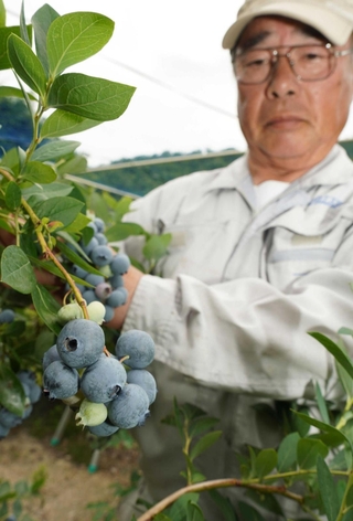 平岡純一さんが丹精し、出荷の最盛期を迎えたブルーベリー＝三田市波豆川