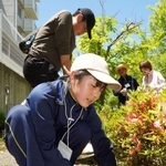歩行者悩ませる「ひっつき虫」駆除　北米原産のマメ科植物、住民が危険性訴え　三田市あかしあ台